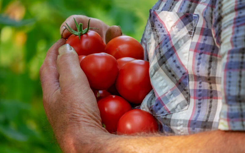 tomatoes 3702942 1920