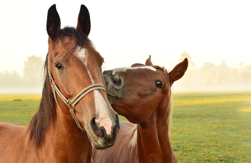 Cavallo con puledro