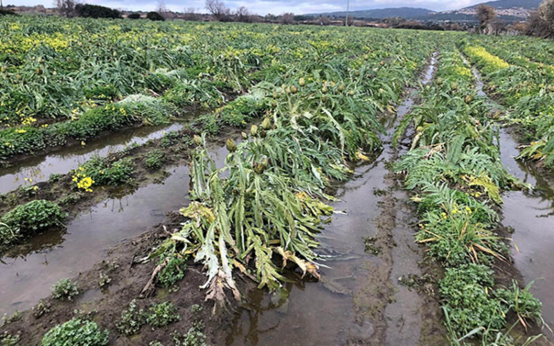 Coldiretti Nord Sardegna - carciofaia allagata