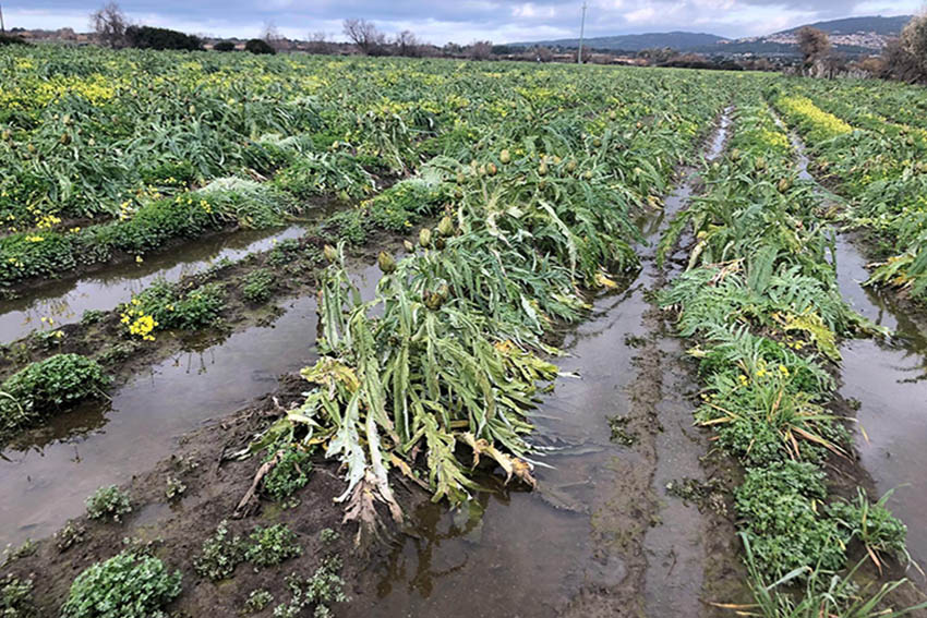 Coldiretti Nord Sardegna - carciofaia allagata