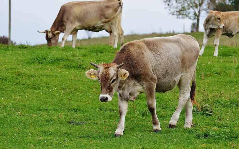 test antitubercolina per la movimentazione dei bovini