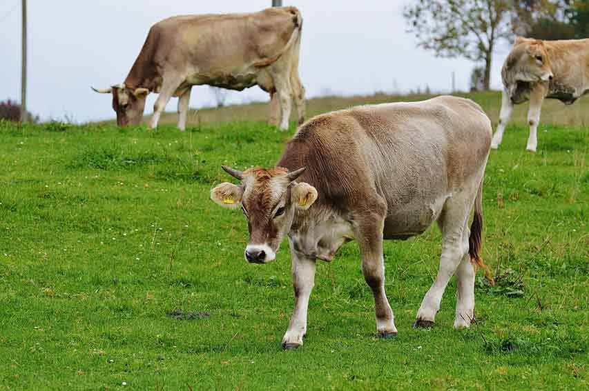 test antitubercolina per la movimentazione dei bovini