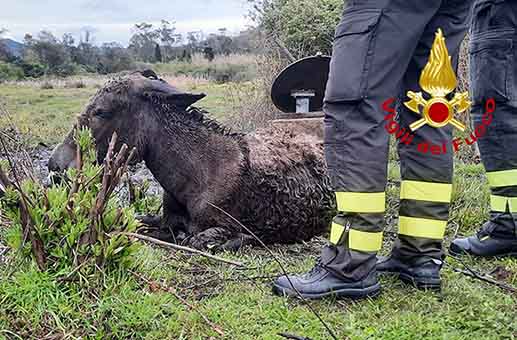 Asinello Salvato Vigili del Fuoco