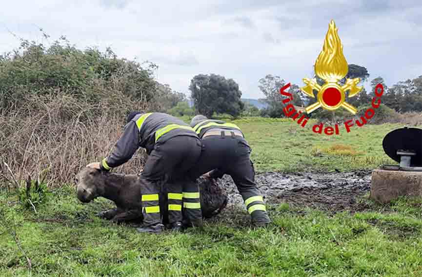 Asinello salvato da Vigili di Arzachena