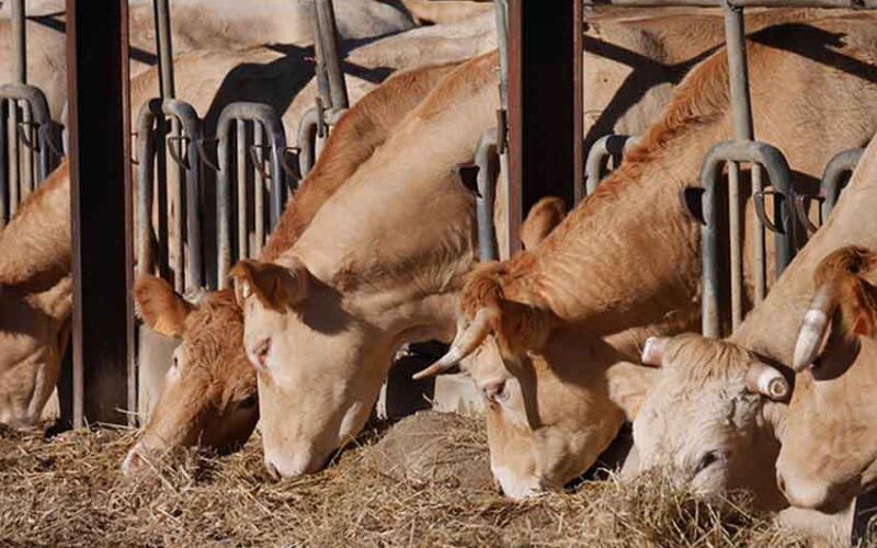 Aumento indiscriminato dei costi dei mangimi