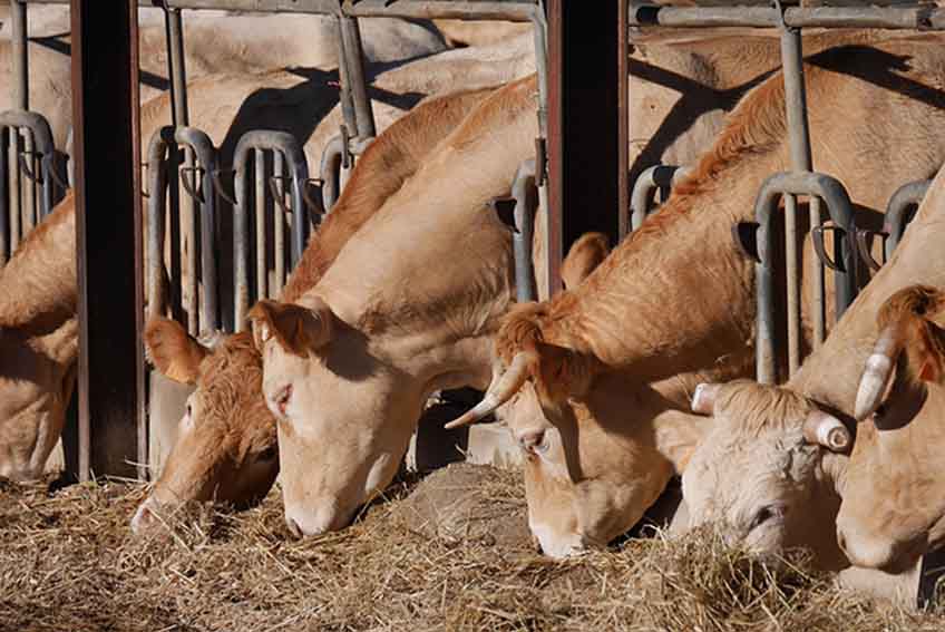 Aumento indiscriminato dei costi dei mangimi