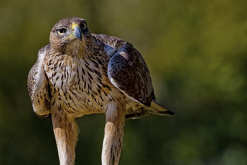 Arrivati in Sardegna altri 3 esemplari di aquile del Bonelli 2 Aquila del Bonelli