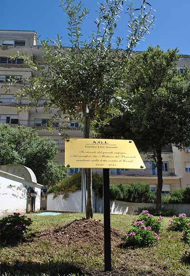 Sassari, un albero d'ulivo per l'impegno del personale sanitario contro il Covid 2 Ulivo albero e targa