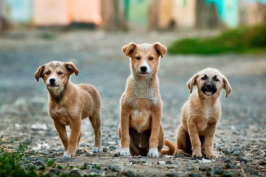 Ilbono, escrementi di cani in una fossa non a norma 1 Cani randagi
