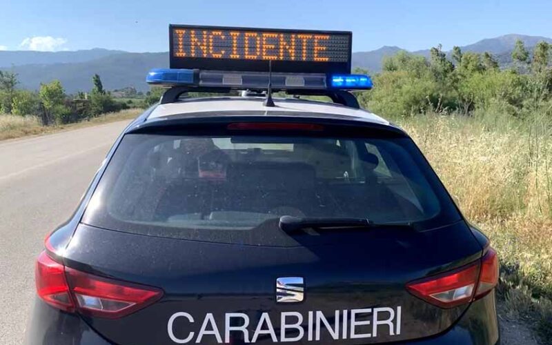 incidenti stradali animali vaganti