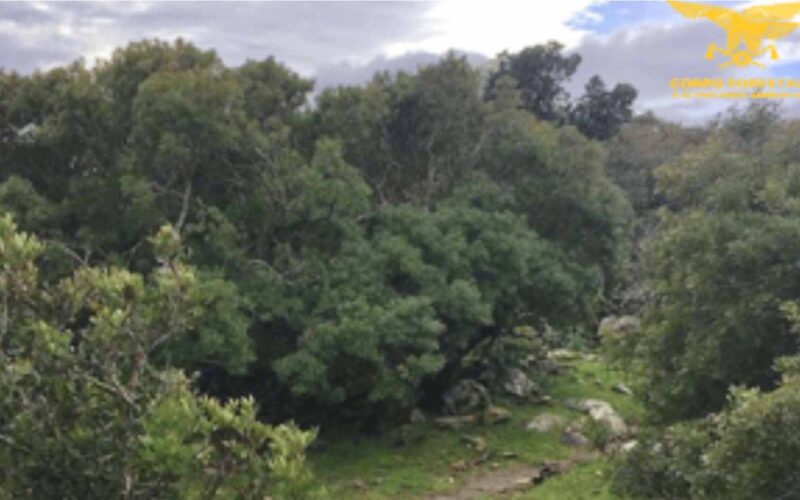 loculi bosco di Pedra longa