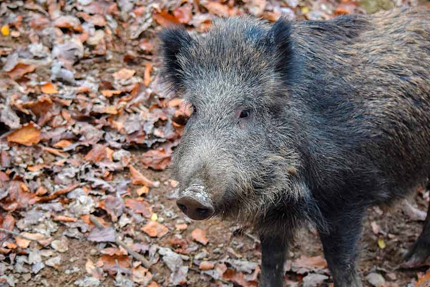 Cinghiale