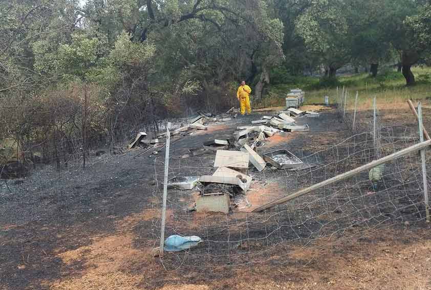 «Aiutiamo gli apicoltori del Montiferru colpiti dagli incendi»: raccolta fondi di Apiaresos 1 Un aiuto Apicoltori del Montiferru