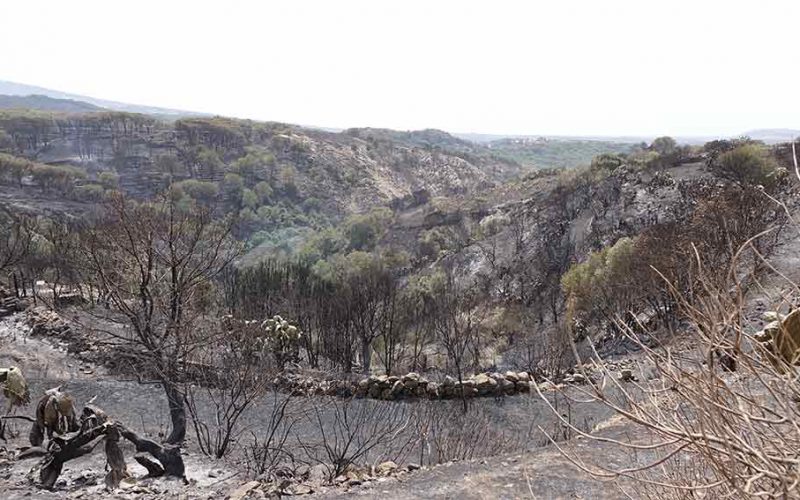 disastro incendio Santu Lussurgiu