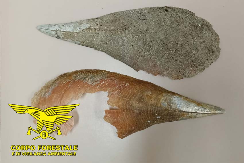 Budoni. Rubano sassi, conchiglie e 2 nacchere dalla spiaggia: maxi multa a un gruppo di turisti 1 Budoni Pinna nobilis