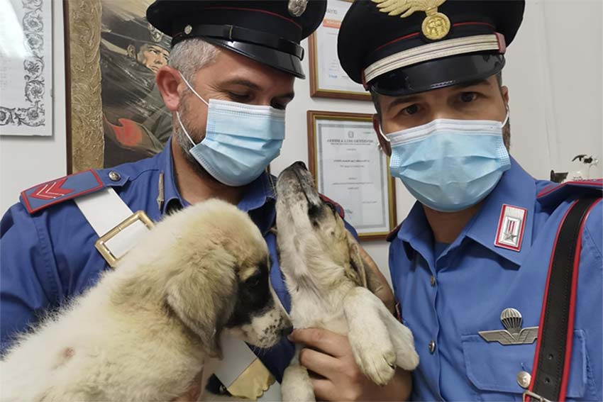 Cagnolini soccorsi carabinieri a Mandas