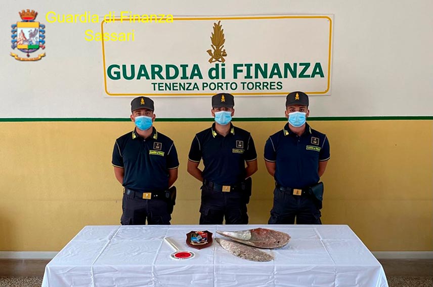 Porto Torres, recuperato un raro esemplare di Pinna Nobilis rubato da 4 turisti spagnoli 1 Pinna Nobilis Porto Torres 2