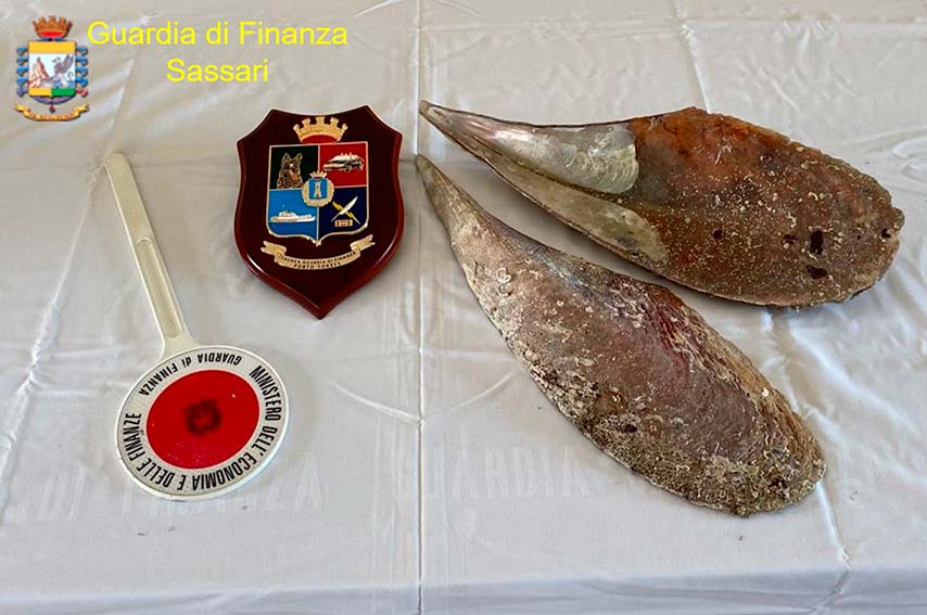 Porto Torres, recuperato un raro esemplare di Pinna Nobilis rubato da 4 turisti spagnoli 2 Pinna Nobilis Porto Torres