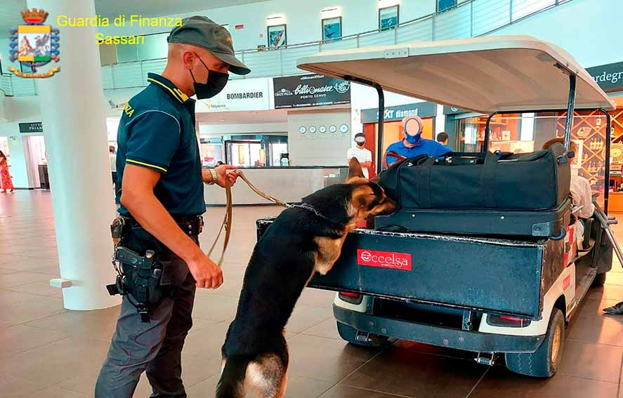 Arriva all'aeroporto di Olbia con denaro non dichiarato: bloccato dal cane Grizzly 1 cane Grizzly