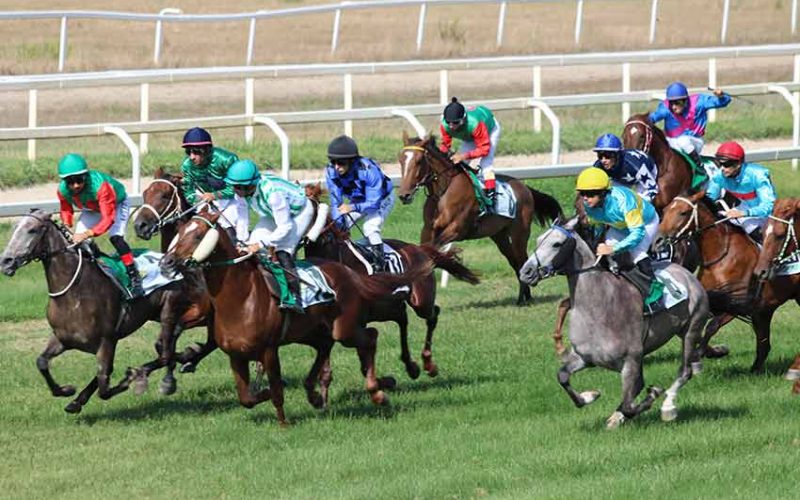 Cavalli in pista Ippodromo Chilivani