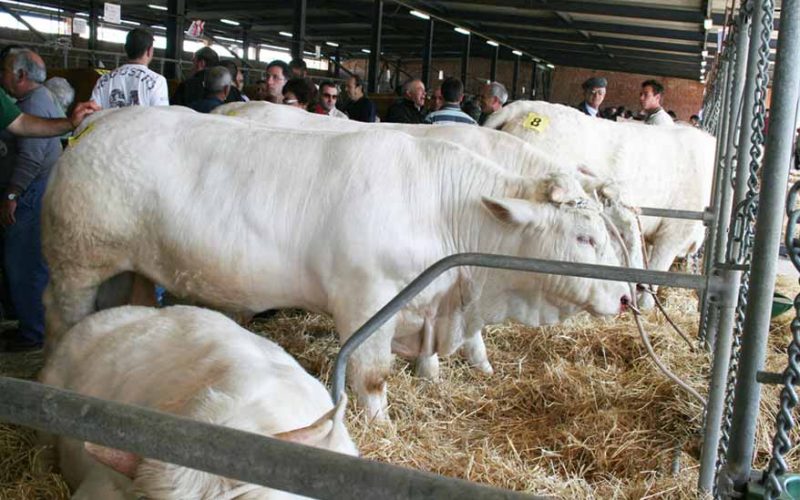 Mostra Ozieri bovini da carne