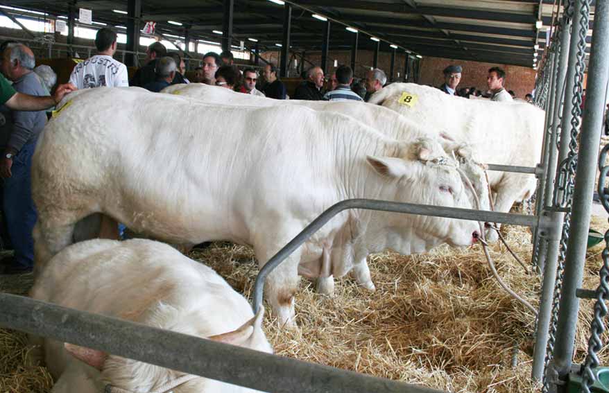 Mostra Ozieri bovini da carne