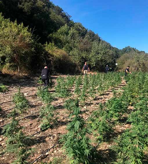 Scoperta tra Romana e Cossoine una coltivazione di marijuana con 2900 piante 3 Carabinieri Bonorva piantagione Cossoine Romana