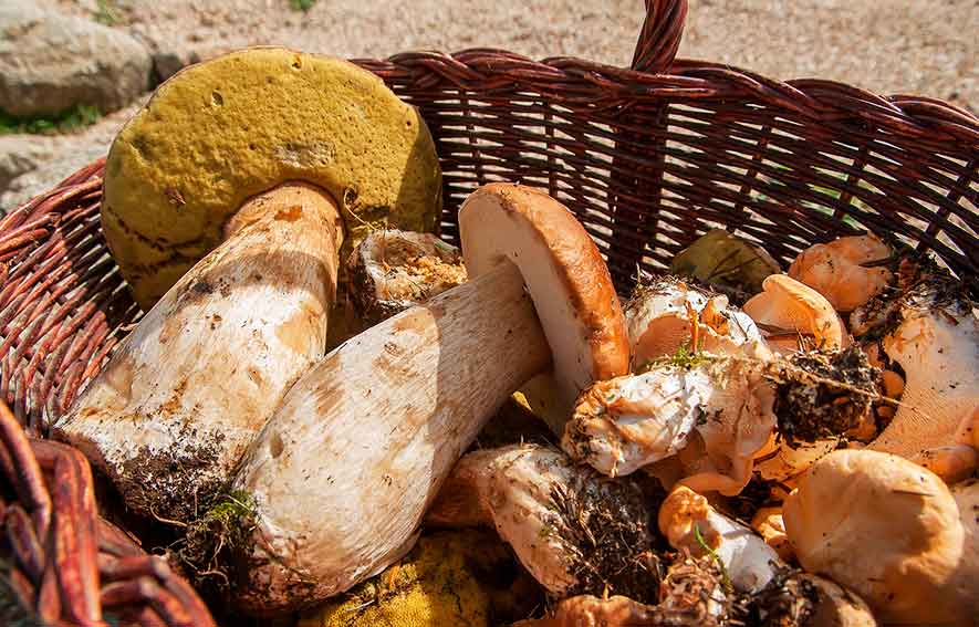 Ispettorato micologico: controlli gratuiti sui funghi selvatici a Ozieri, Sassari e Alghero 1 Funghi