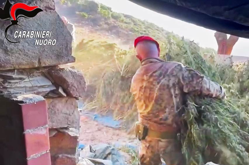 Jerzu, 2 arresti in flagranza di reato per coltivazione illegale di cannabis 2 Jersu coltivazione cannabis
