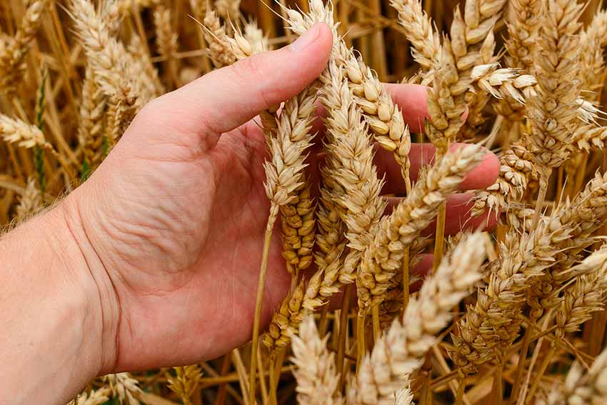 Prezzo del grano Coldiretti Sardegna