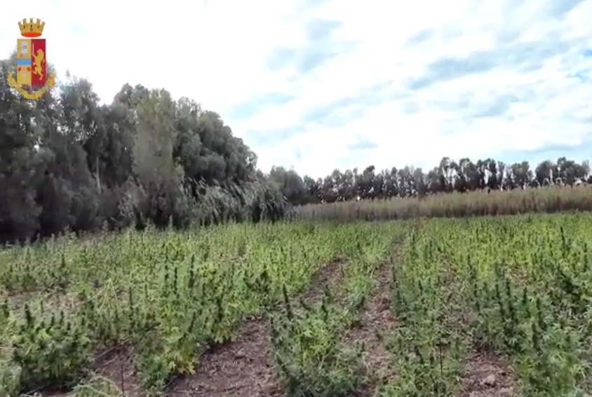 Santa Giusta piantagione cannabis