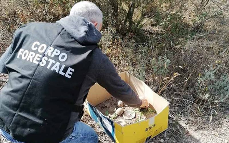 Tartaruga marginata sequestro forestale tempio