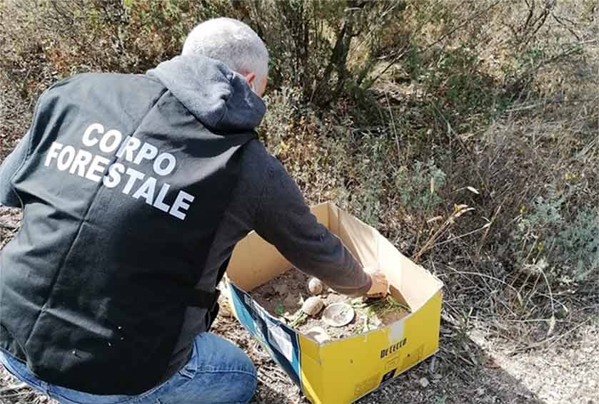 Tartaruga marginata sequestro forestale tempio