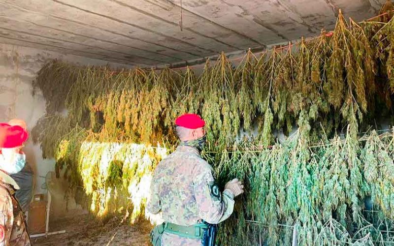 due arresti a Jerzu coltivazione cannabis