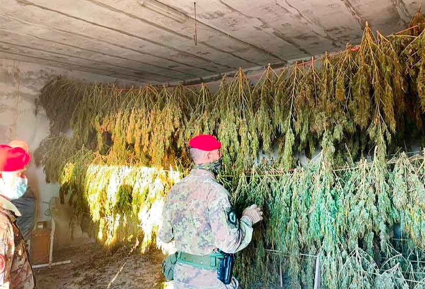 Jerzu, 2 arresti in flagranza di reato per coltivazione illegale di cannabis 1 due arresti a Jerzu coltivazione cannabis