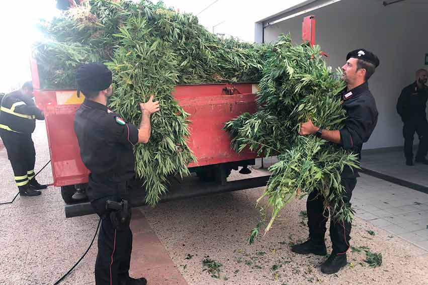 Scoperta tra Romana e Cossoine una coltivazione di marijuana con 2900 piante 1 piantagione tra romana e Cossoine