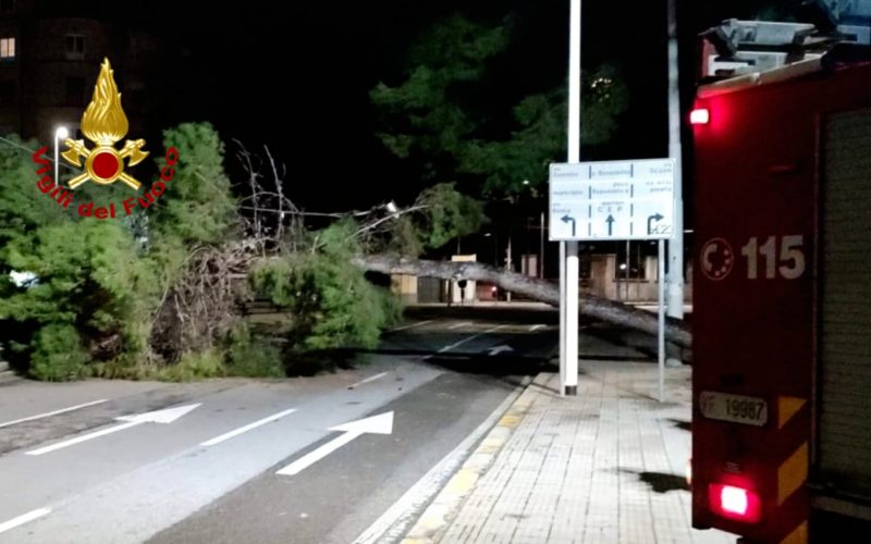 Cagliari caduta pino viale Cimitero.53.22