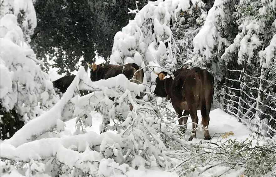 Nve in Sardegna Aziende agricole sarde