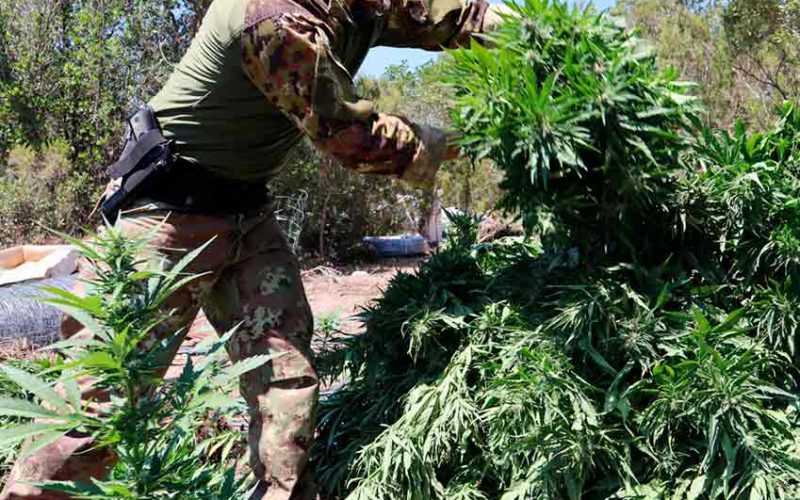 Villagrande coltivazione cannabis illegale