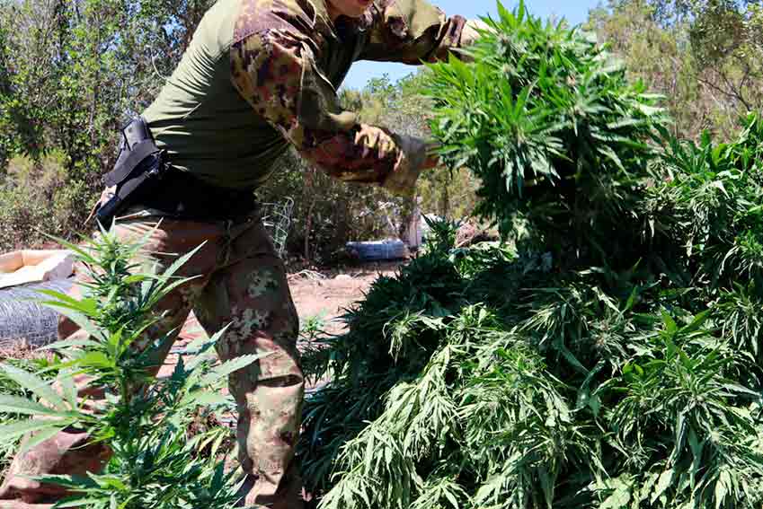Villagrande coltivazione cannabis illegale