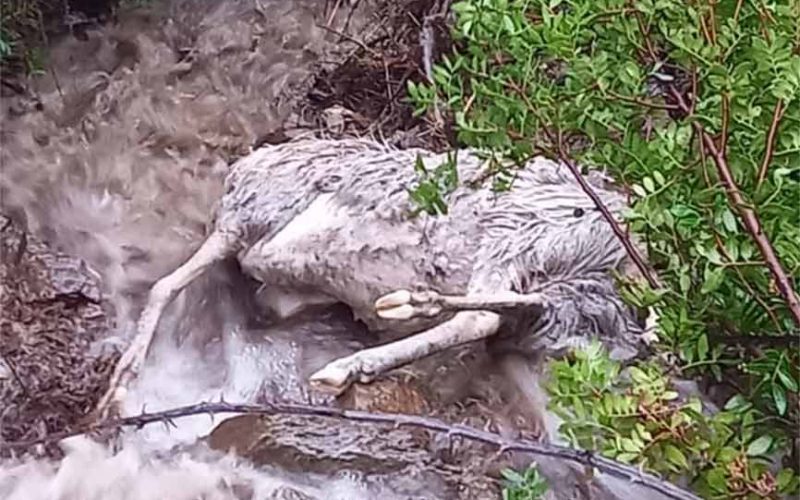 pecore morte maltempo Sardegna