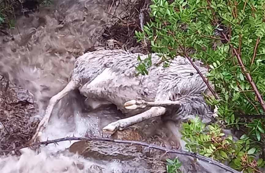 pecore morte maltempo Sardegna