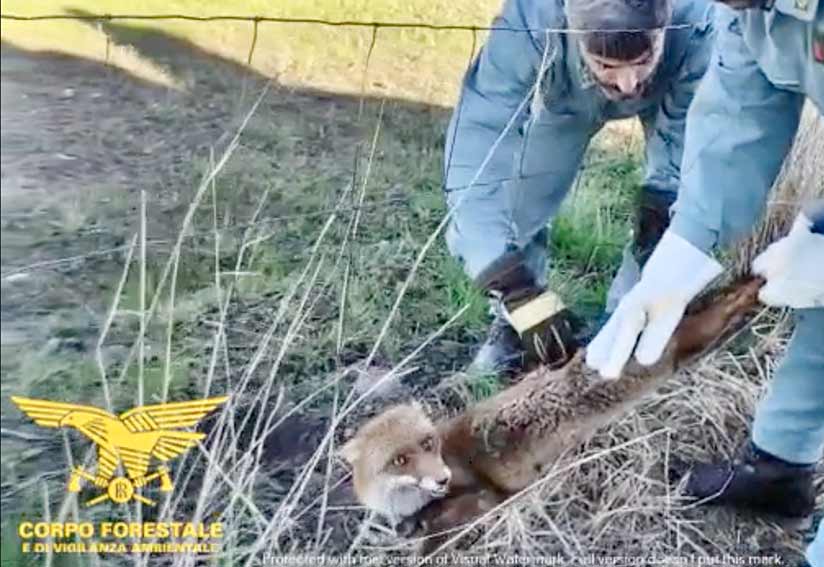 Siamaggiore volpe salvata dai forestali