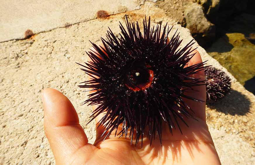 Stintino, sanzionate 3 persone per pesca abusiva di ricci di mare 1 Riccio di mare Cabras