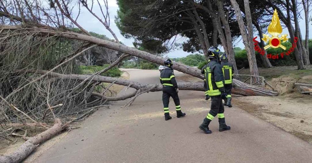Gallura, danni e disagi a La Maddalena e Olbia per il forte vento di Maestrale 2 Alberi caduti a La Maddalena forte vento