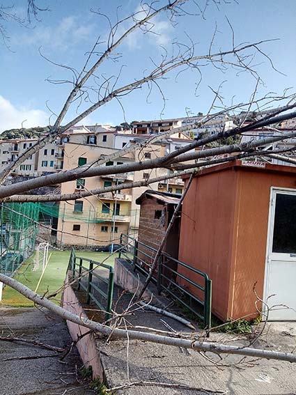 Albero caduto Ozieri via Brigata Sassari