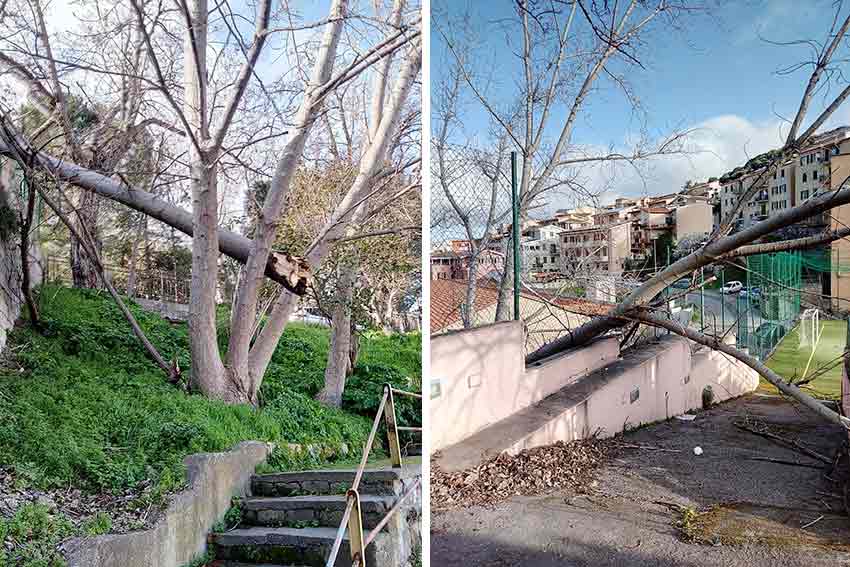 Albero caduto Ozieri