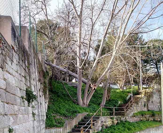 Albero vento caduto Ozieri