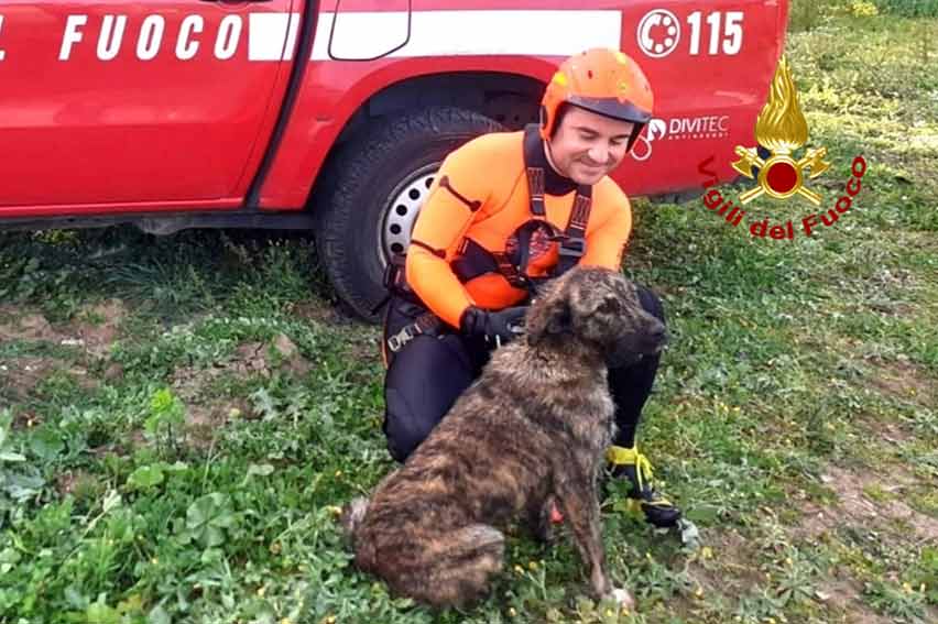 Cane cade in un pozzo a Dolianova: salvato dai Vigili del Fuoco 2 Cane salvato Dolianova