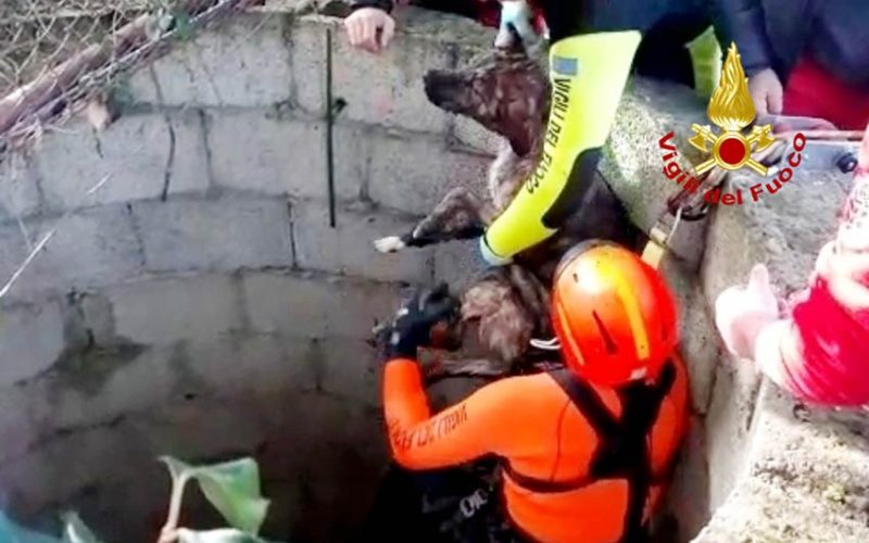 Cane salvato vigili Dolianova